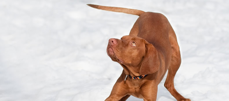 Los perros se muerden la cola. El porqué y sus causas.