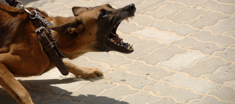 Por qué los perros ladran a algunas personas y a otras no