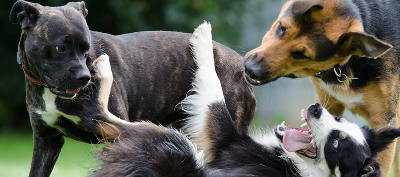 El perro juega a morderse la cola