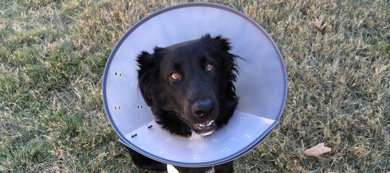 ¿Cómo evitar que los perros se muerden la cola?