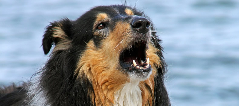 Por qué los perros ladran por la noche